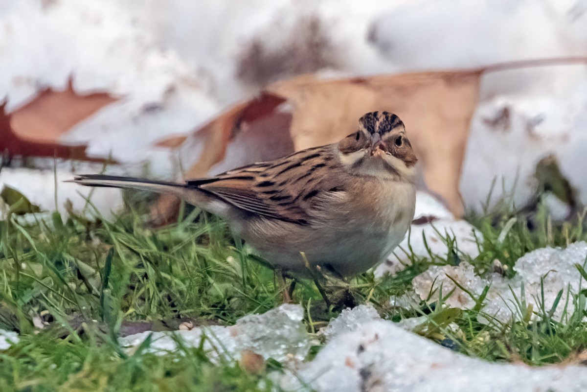 Clay-colored Sparrow - ML508454551