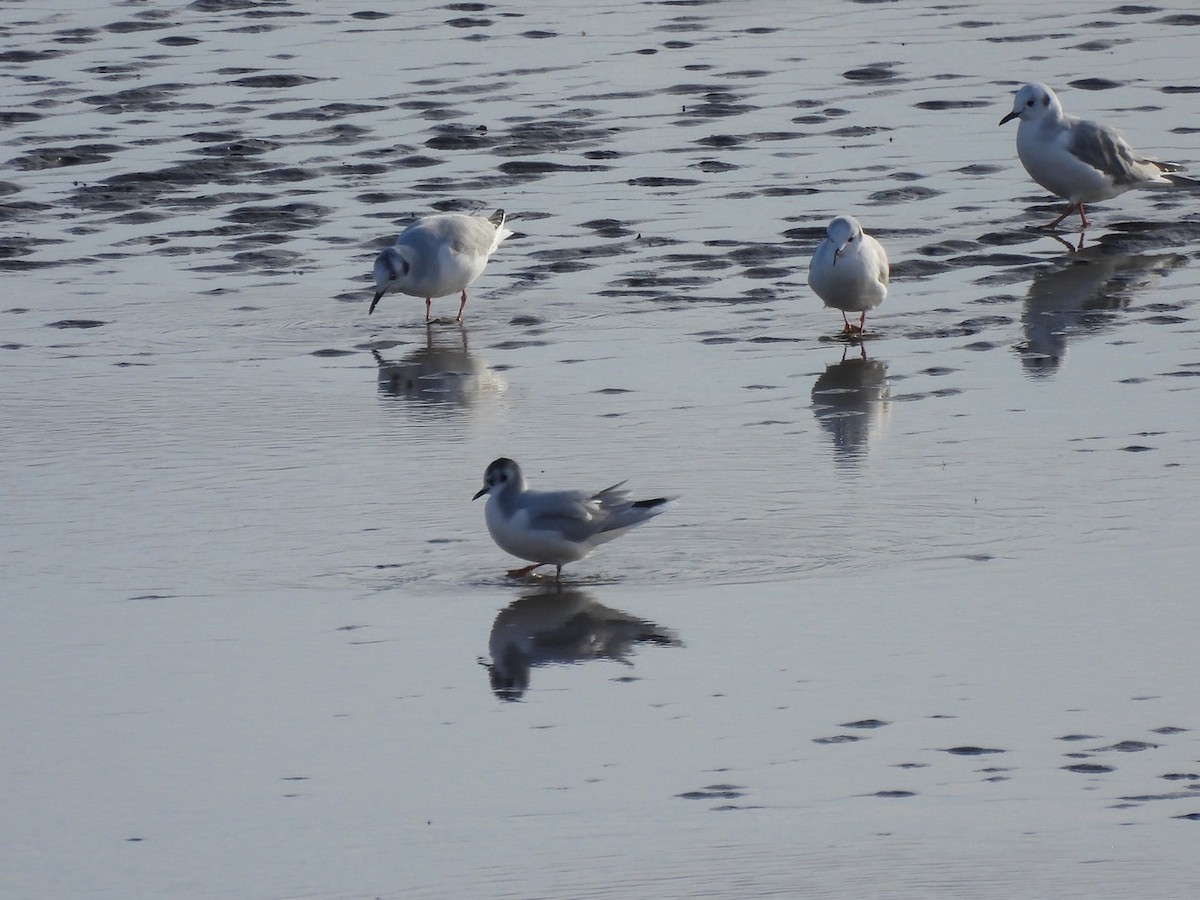 Little Gull - ML508454561