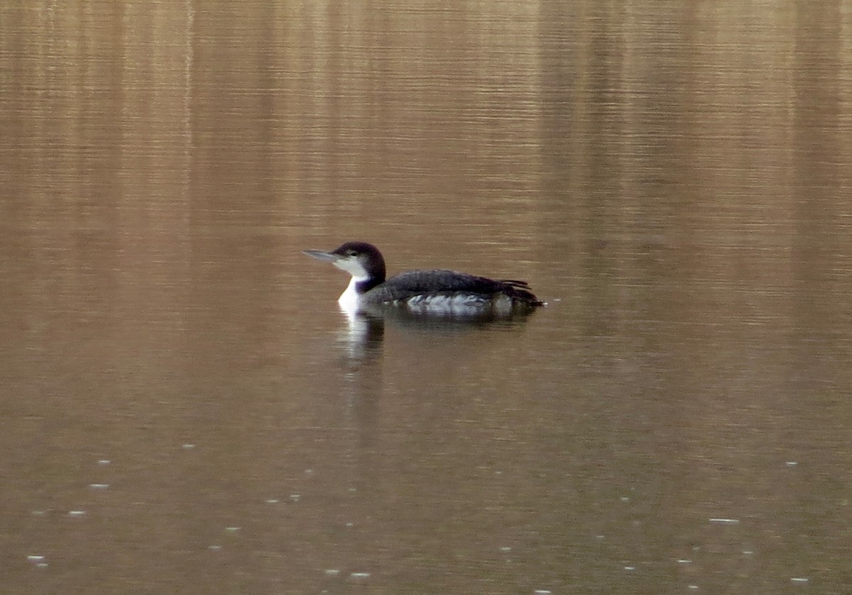 Common Loon - ML50845571