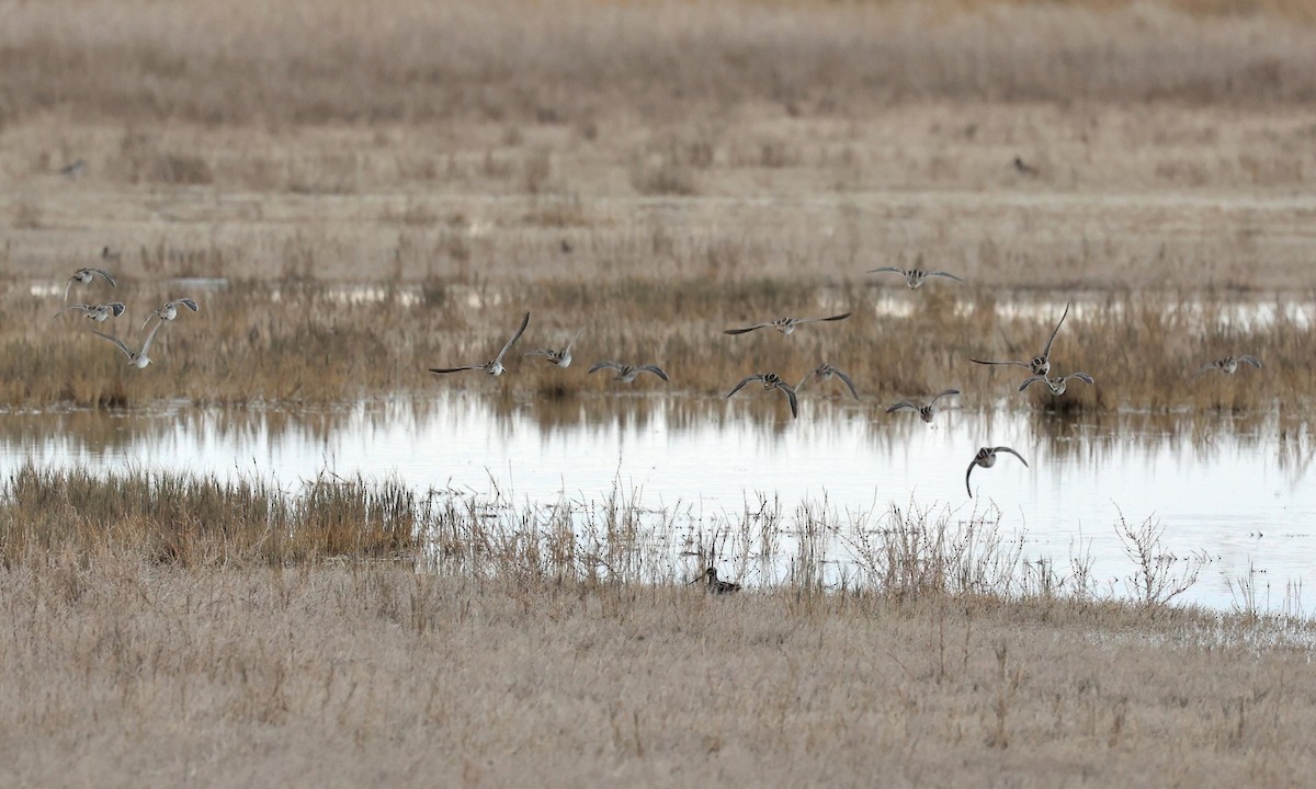 Wilson's Snipe - ML508458031