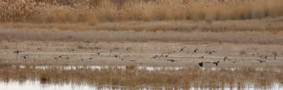 Wilson's Snipe - ML508458081