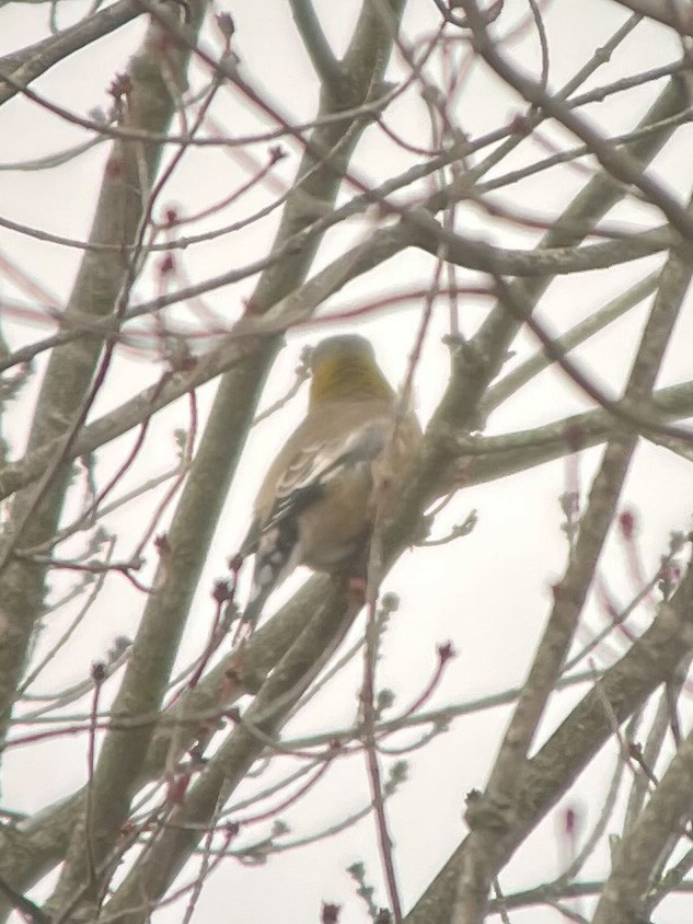 Evening Grosbeak - ML508458311