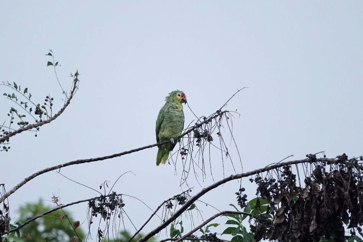 Red-lored Parrot - Bob Greenleaf