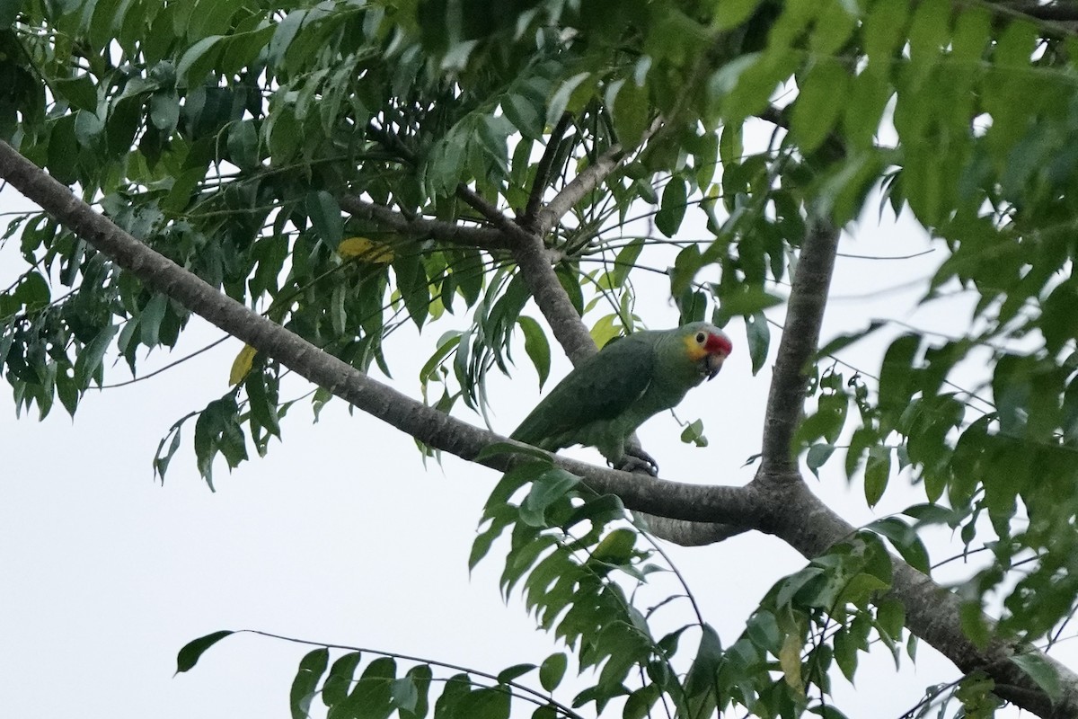 Red-lored Parrot - Bob Greenleaf