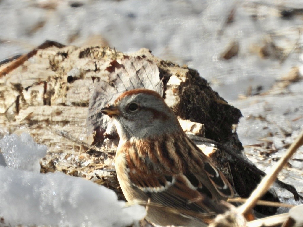 American Tree Sparrow - ML508459221