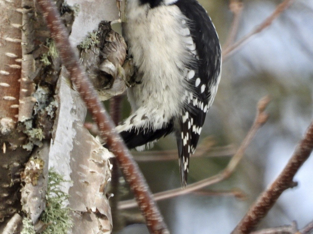 Downy Woodpecker - ML508459281