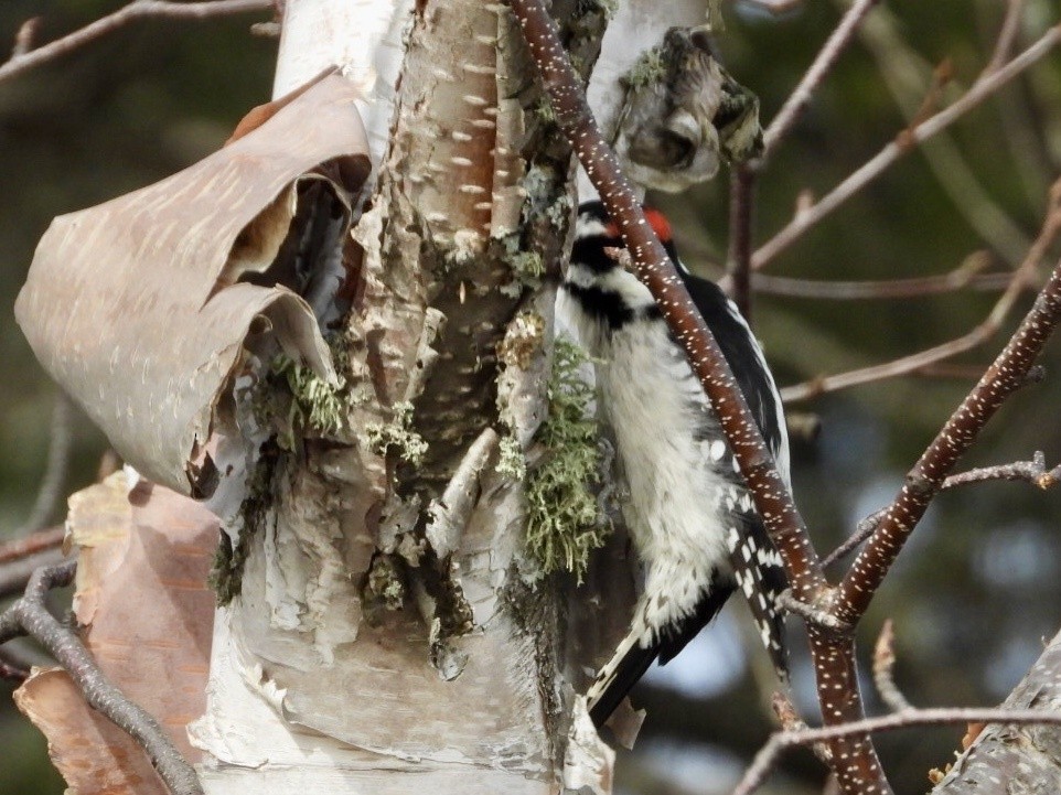 Downy Woodpecker - ML508459311