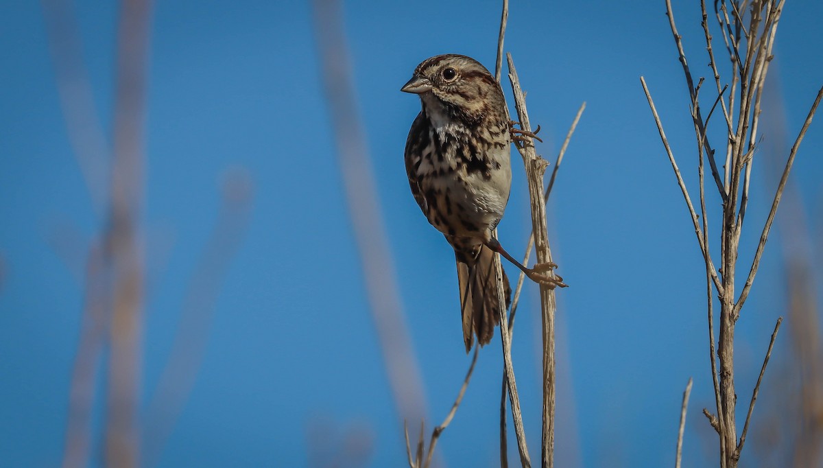 Song Sparrow - ML508460371