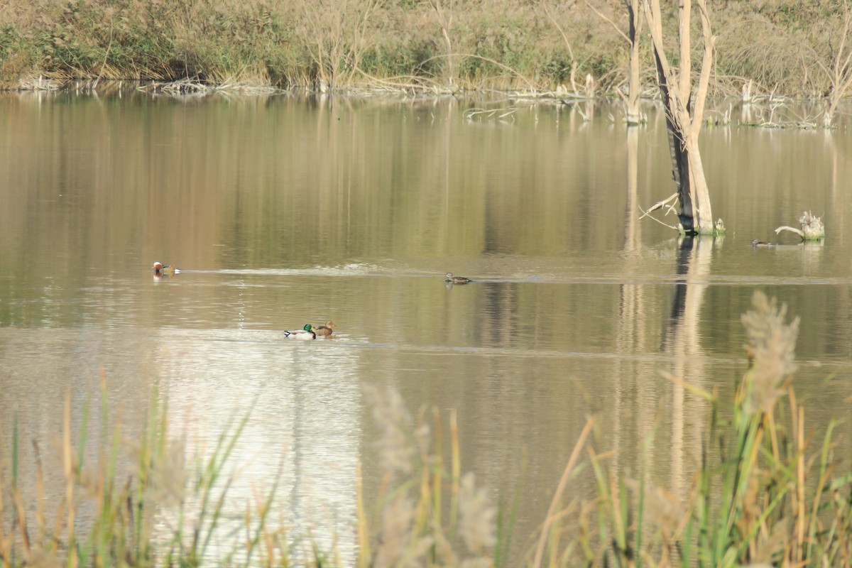 Mandarin Duck - Juan Pérez