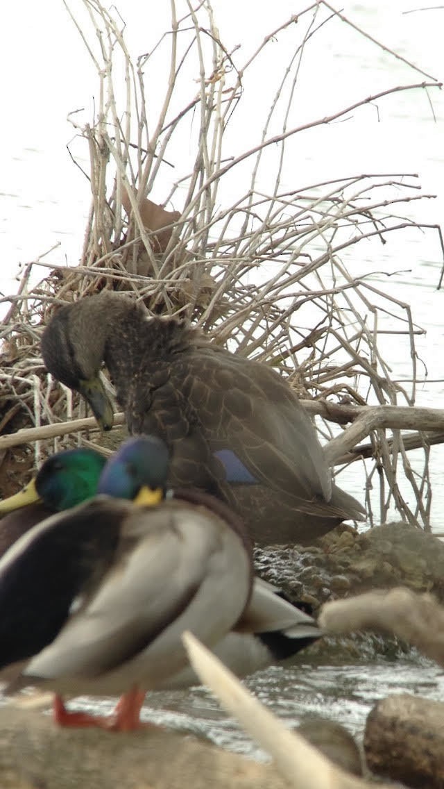 American Black Duck - ML508461081