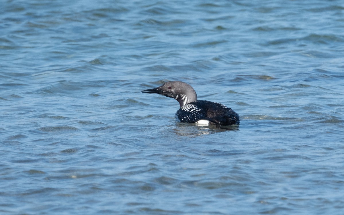 Arctic Loon - ML508462601