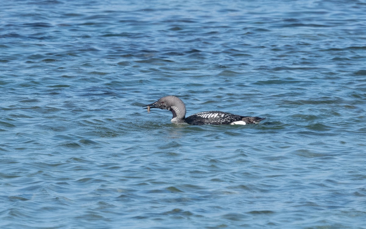 Arctic Loon - ML508462641