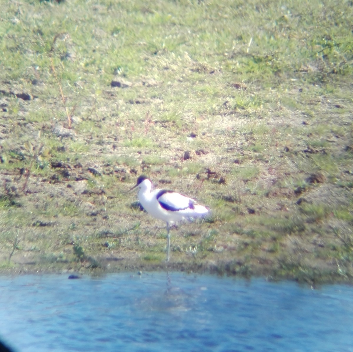 Avocette élégante - ML508464251