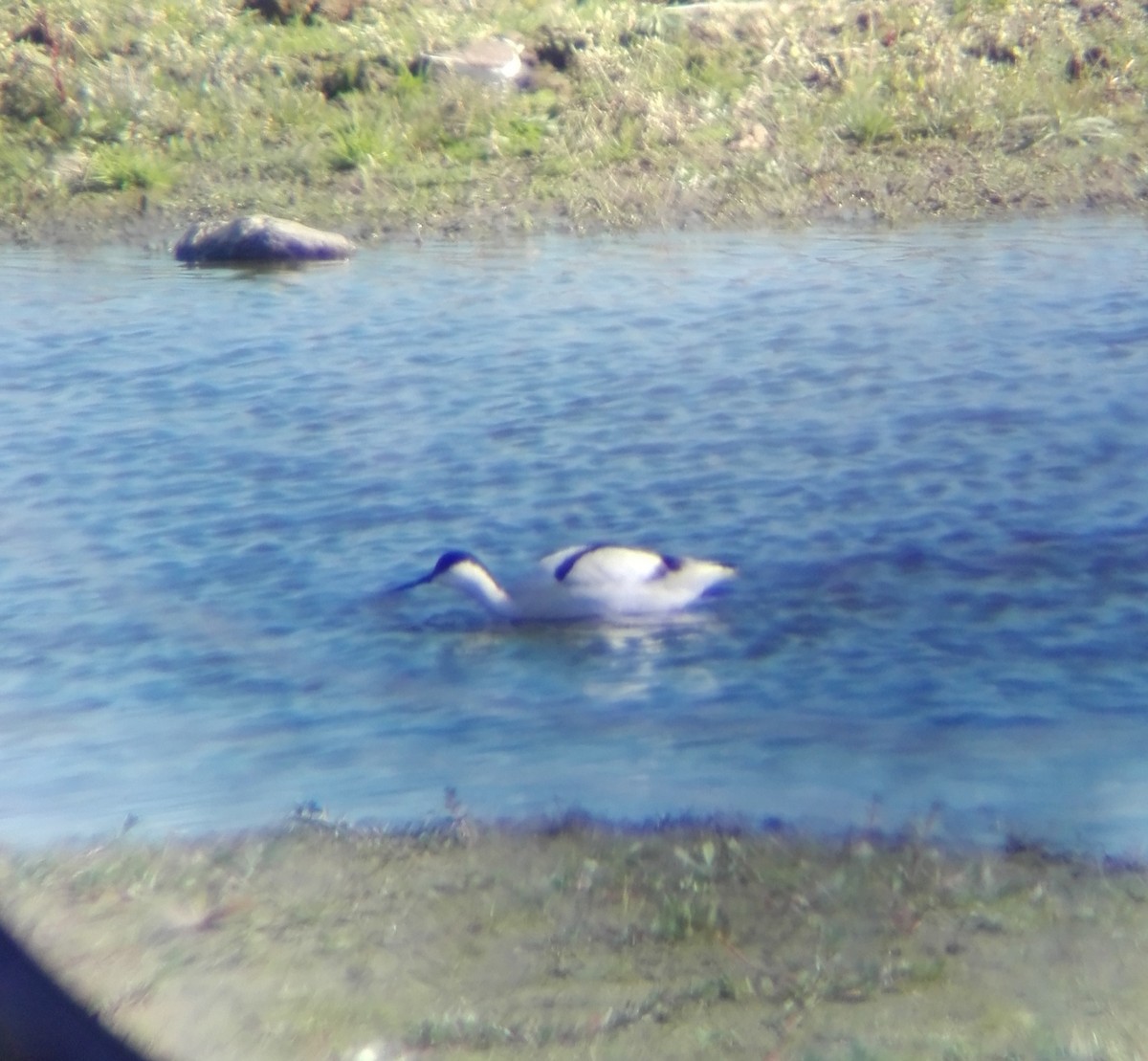 Avocette élégante - ML508464261