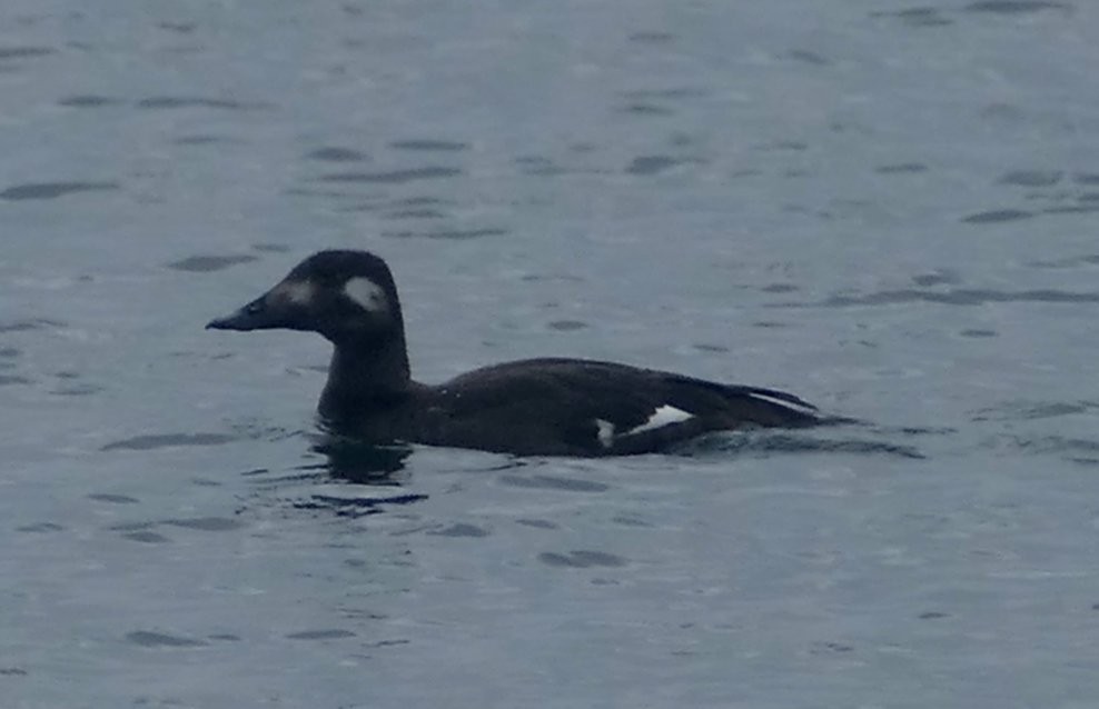 White-winged Scoter - ML508464971