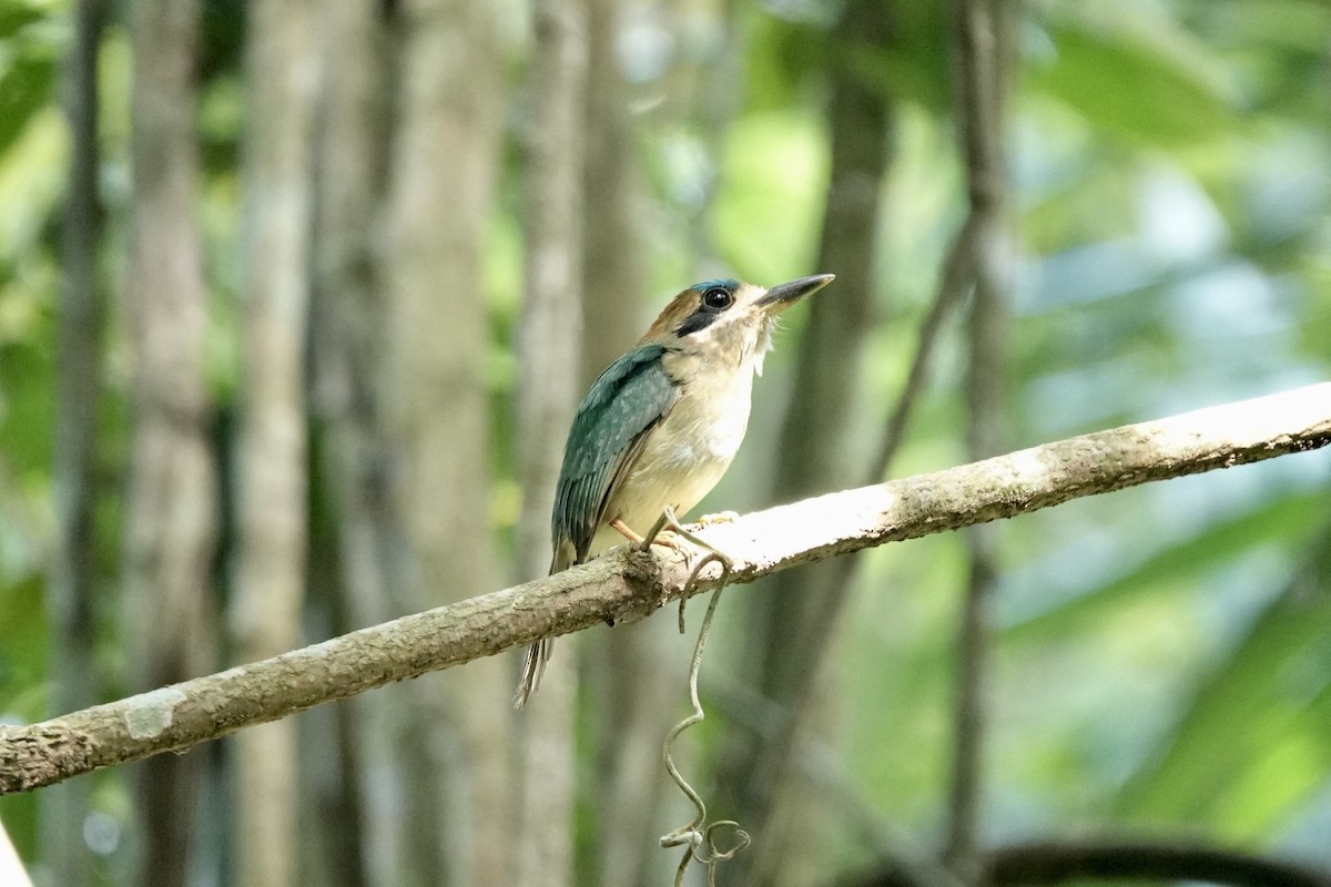 Tody Motmot - ML508465291