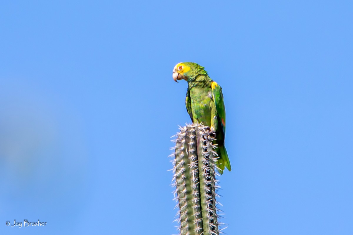 Yellow-shouldered Parrot - Jay Brasher