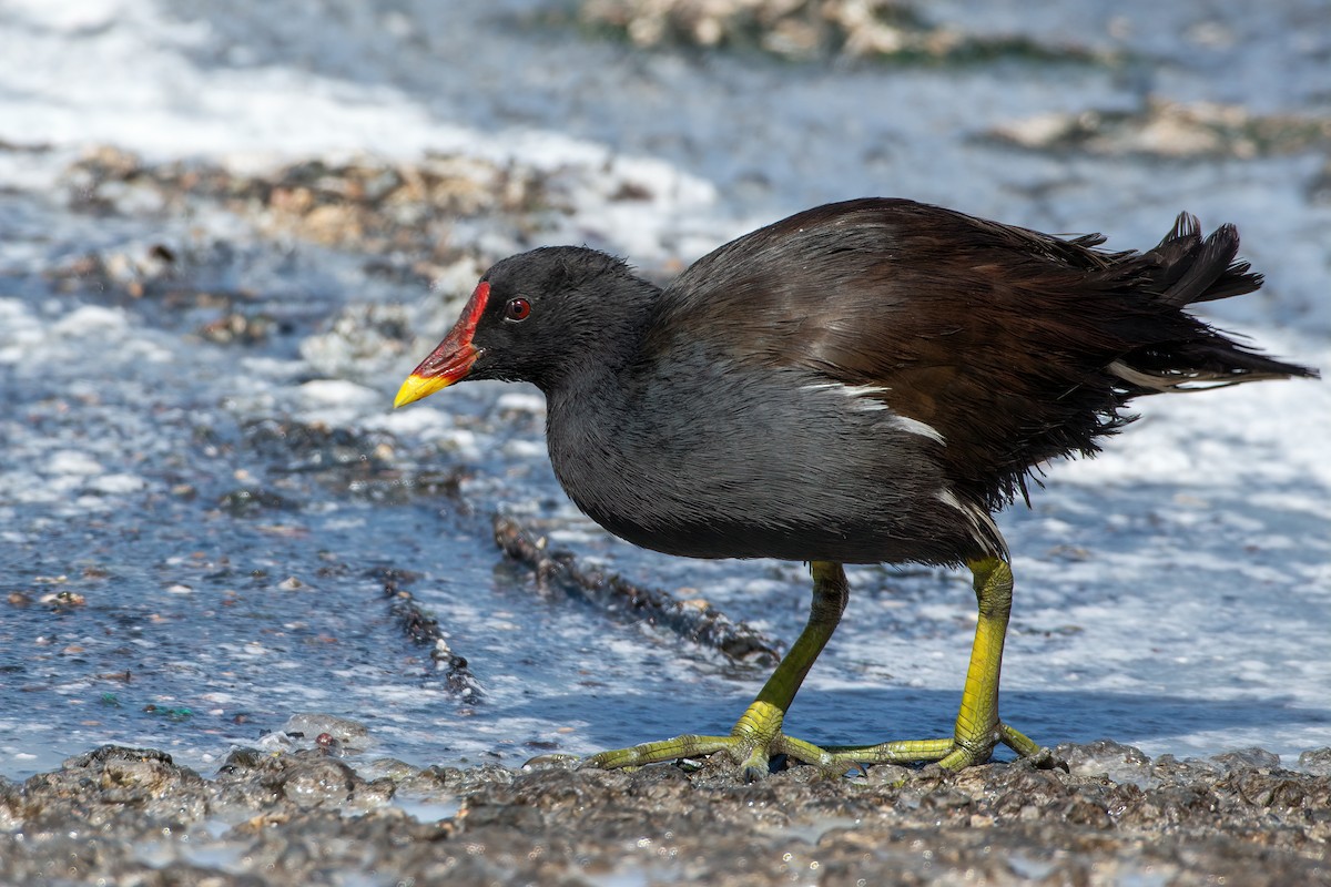 Gallinule poule-d'eau - ML508466131