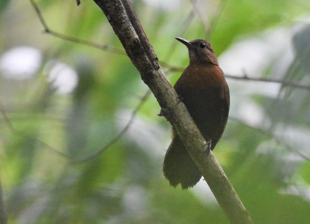 Rufous-breasted Leaftosser - Philippe Loyoddin