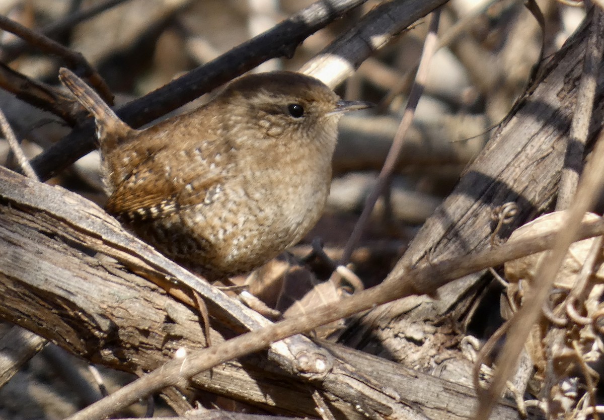 Winter Wren - ML508466461