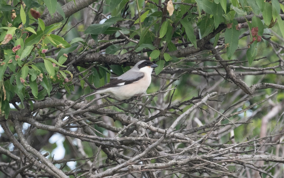 Lesser Gray Shrike - ML508467061