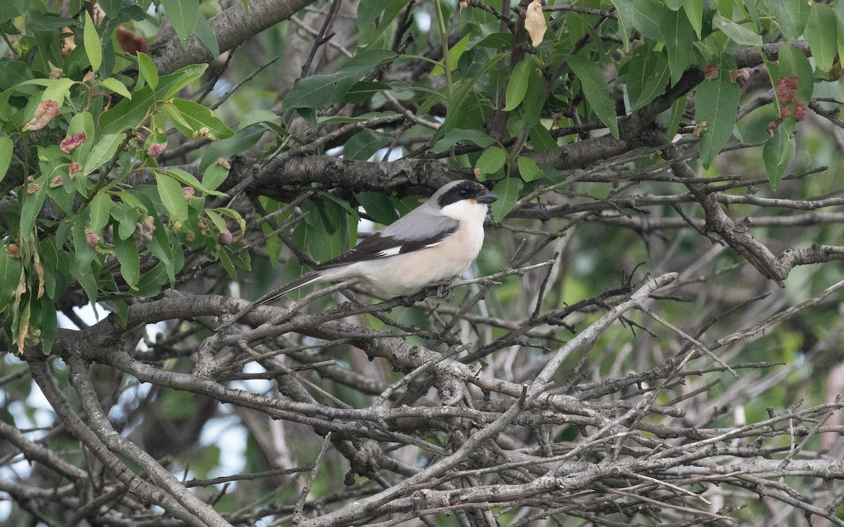 Lesser Gray Shrike - ML508467071