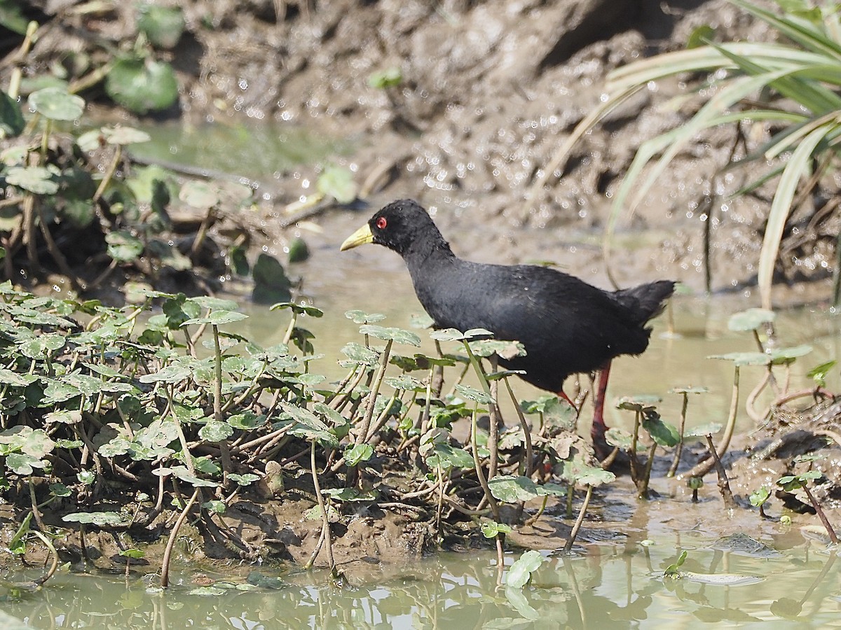 Polluela Negra Africana - ML508467221