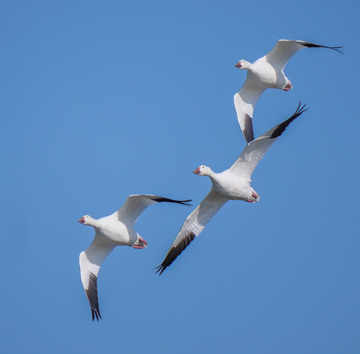 Snow Goose - ML508467331