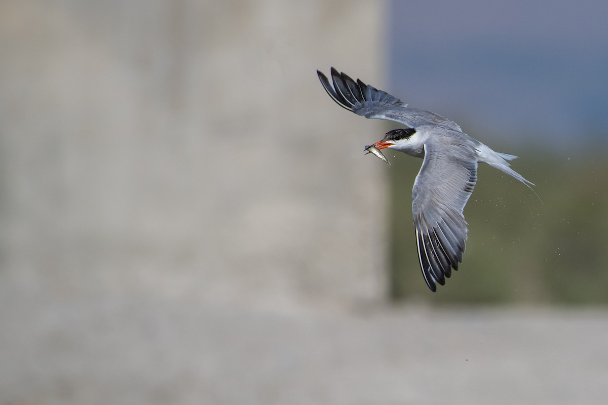 Common Tern - Eren Aksoylu