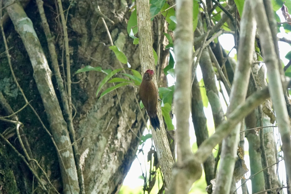 Smoky-brown Woodpecker - Bob Greenleaf