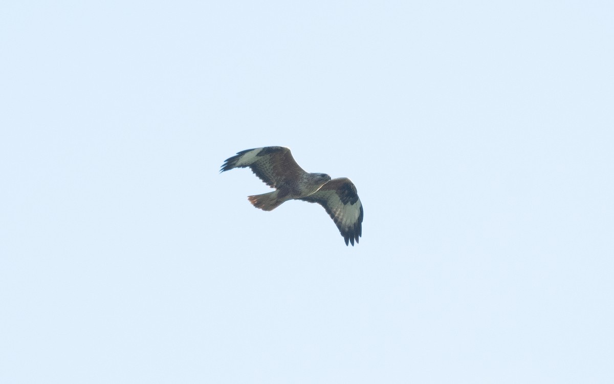 Long-legged Buzzard - ML508468981