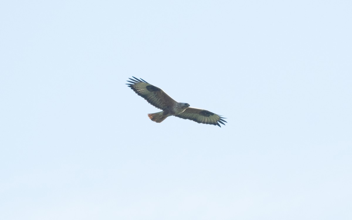 Long-legged Buzzard - ML508468991