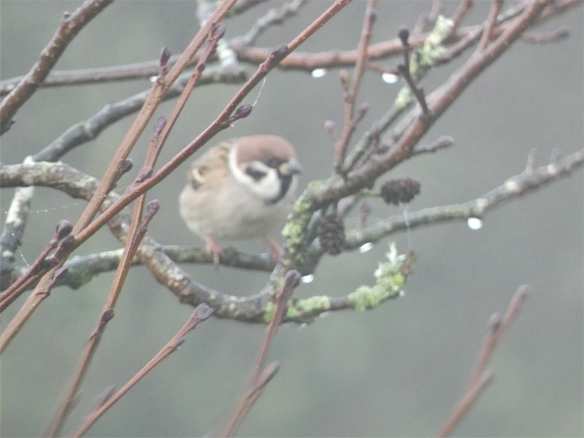 Eurasian Tree Sparrow - ML508469181