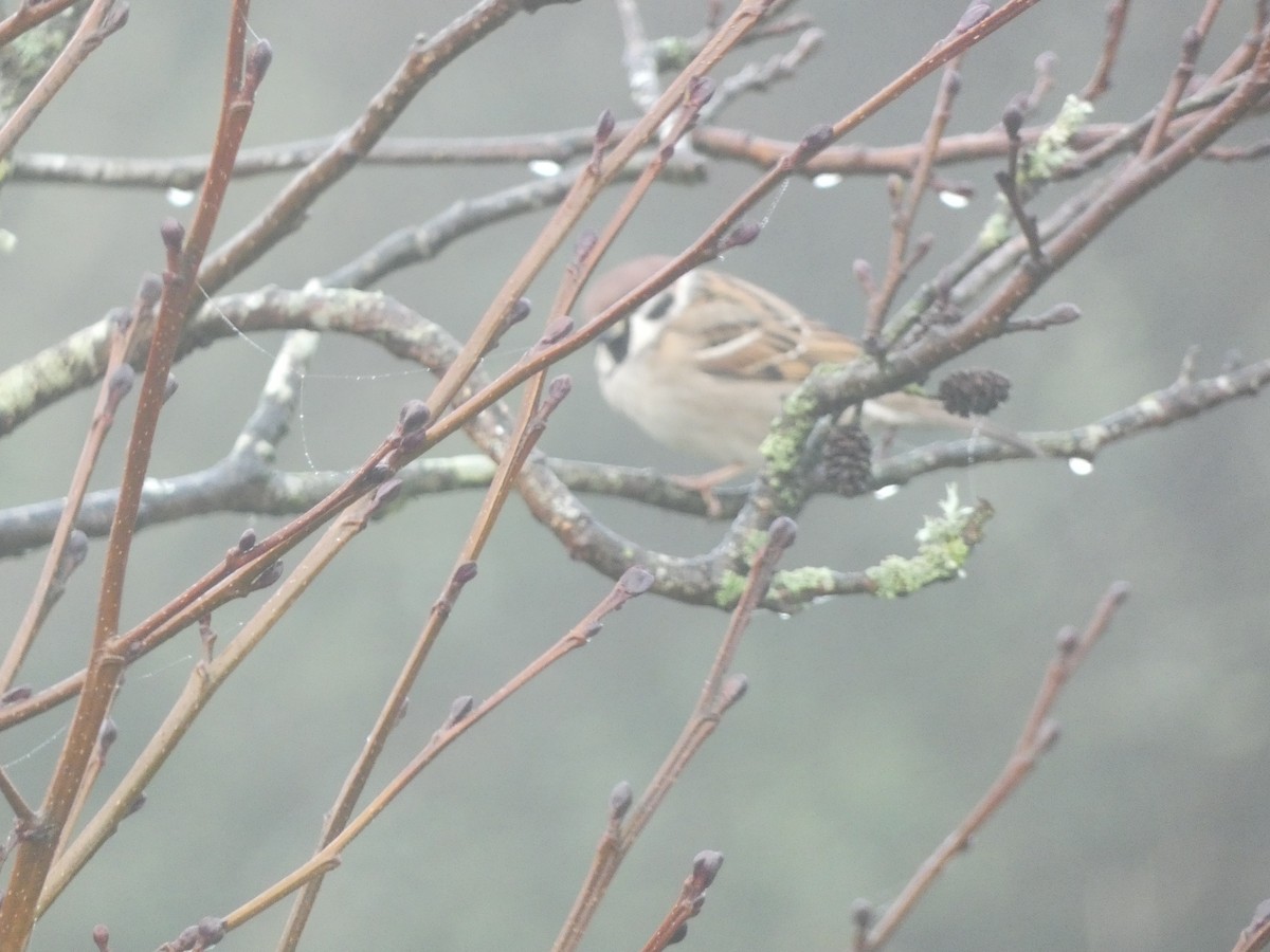 Eurasian Tree Sparrow - ML508469201