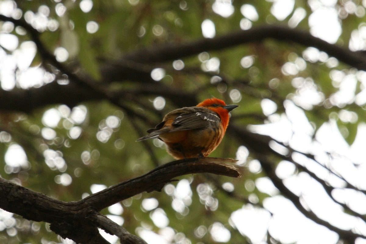 Flame-colored Tanager - ML508469231