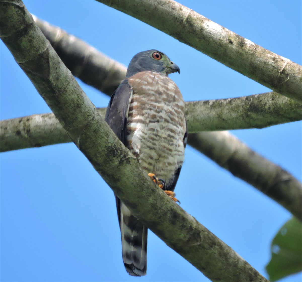 Double-toothed Kite - ML508469671