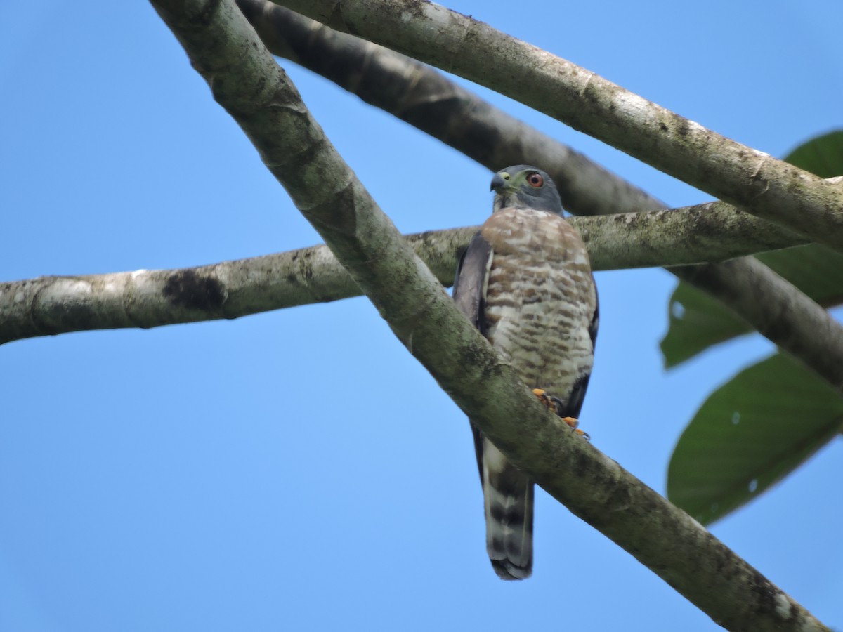 Double-toothed Kite - ML508469681