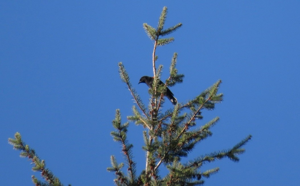 Red-winged Blackbird - ML508470511