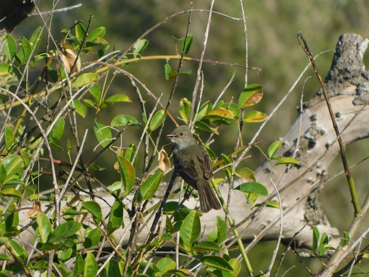 Large Elaenia - ML508470701