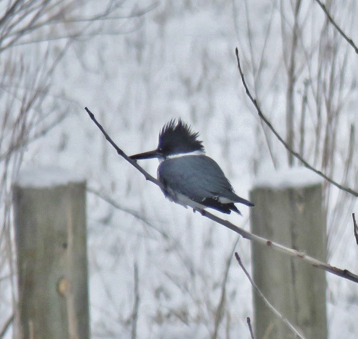 Belted Kingfisher - ML50847081