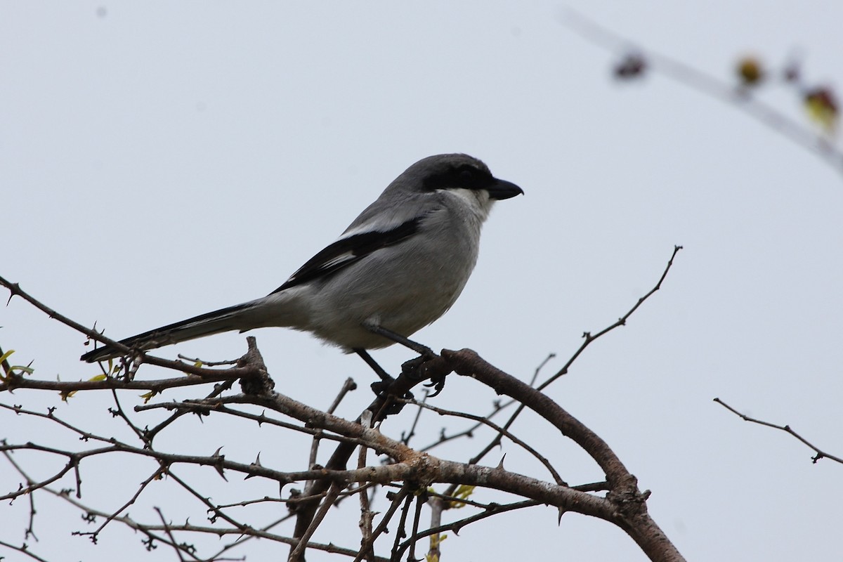 Great Gray Shrike - ML50847091