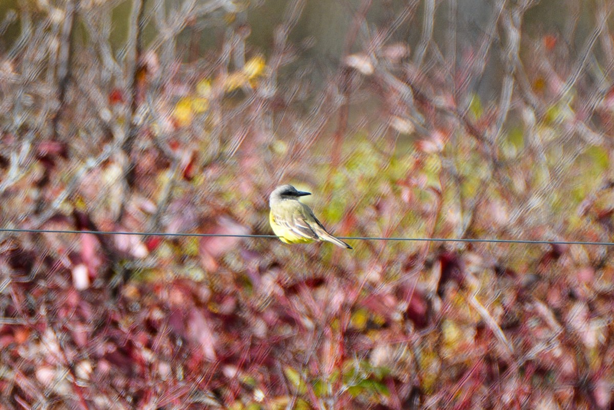 Tropical Kingbird - ML508470961