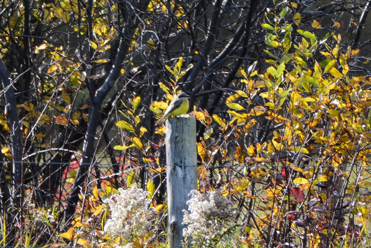Tropical Kingbird - ML508470971