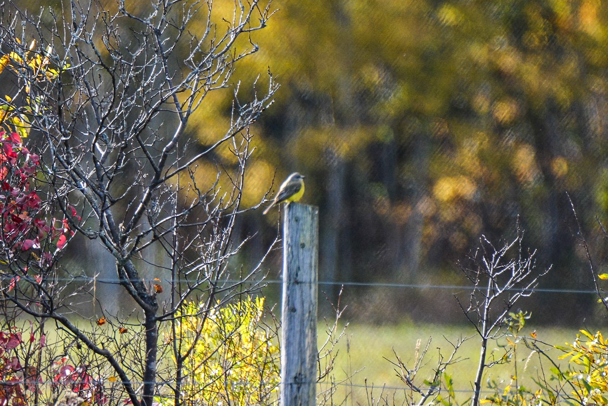Tropical Kingbird - ML508470981