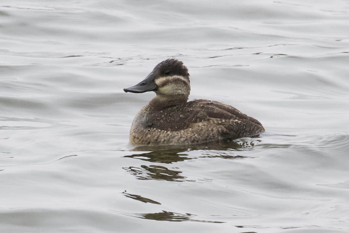 Ruddy Duck - ML508472091