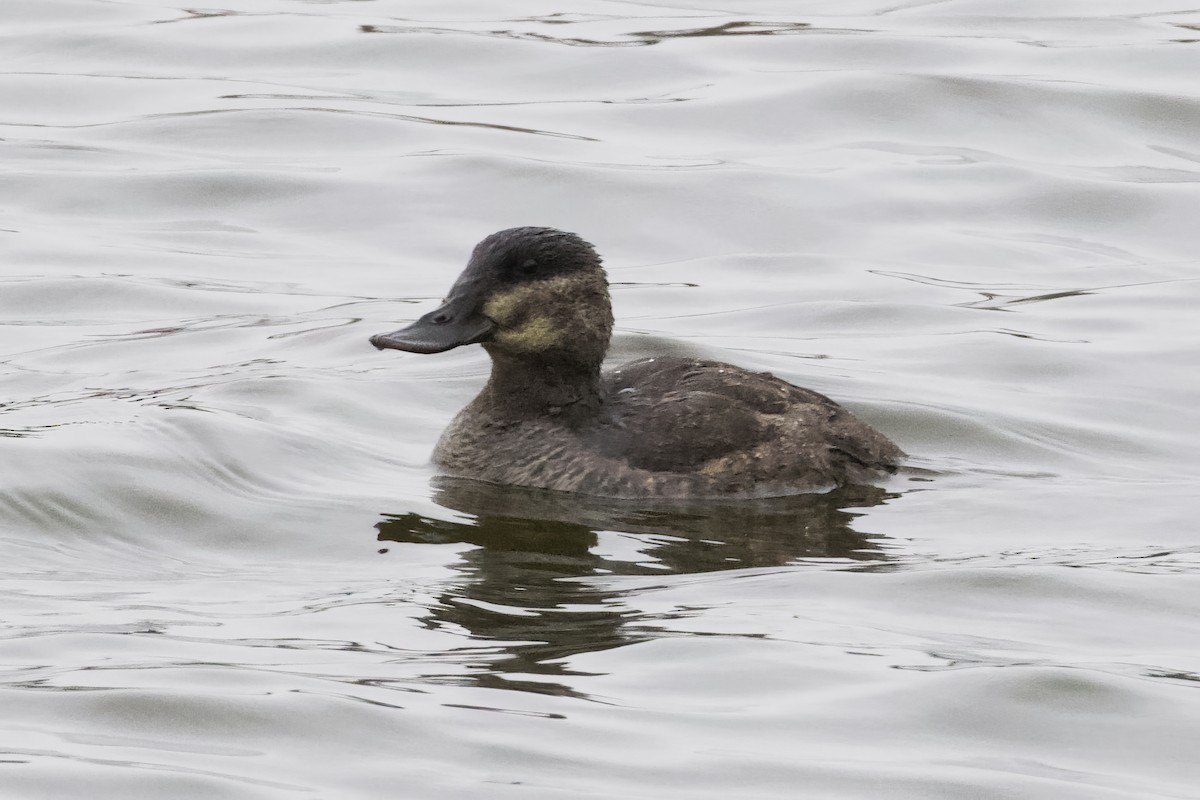 Ruddy Duck - ML508472101