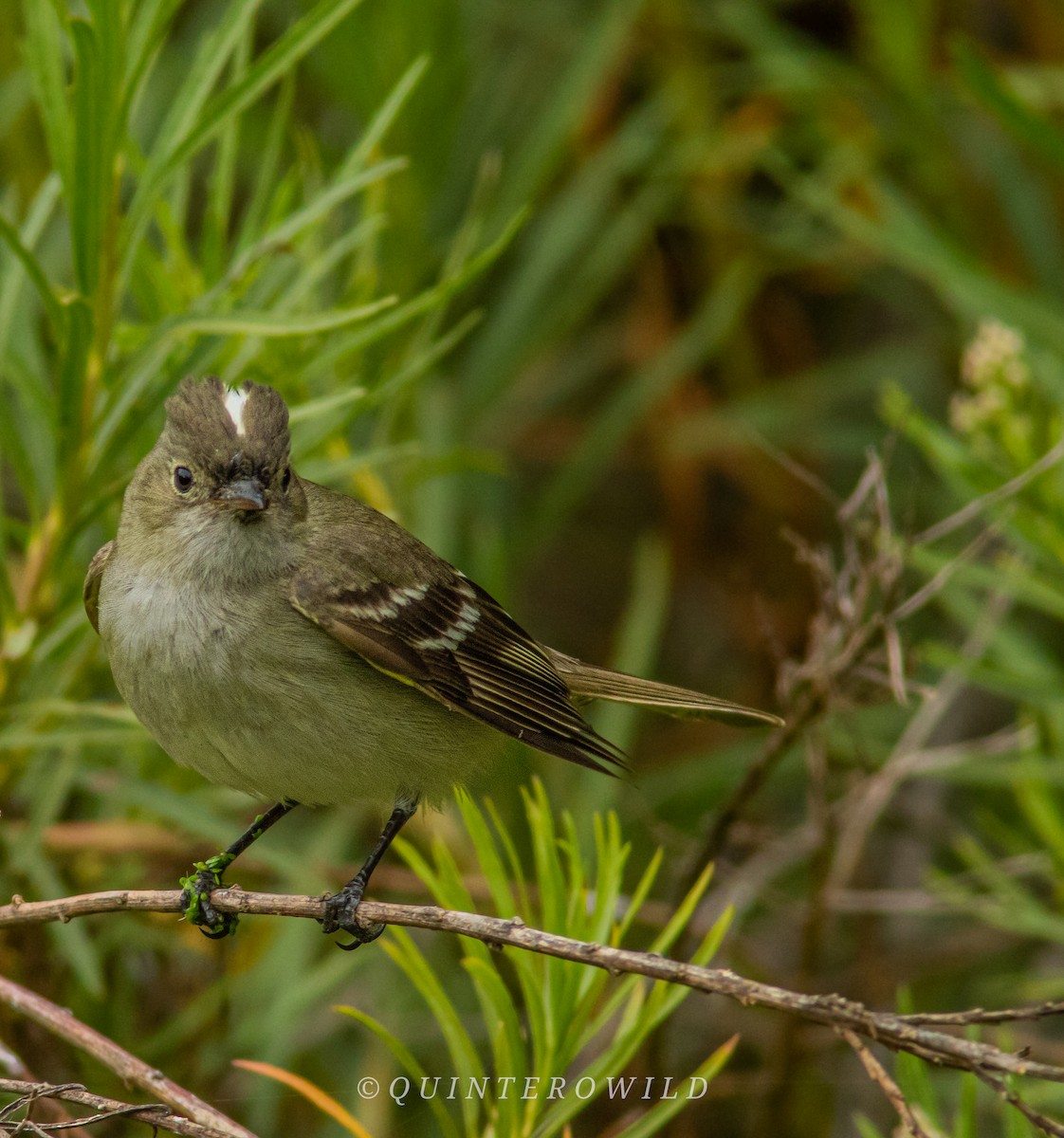 White-crested Elaenia - ML508472551