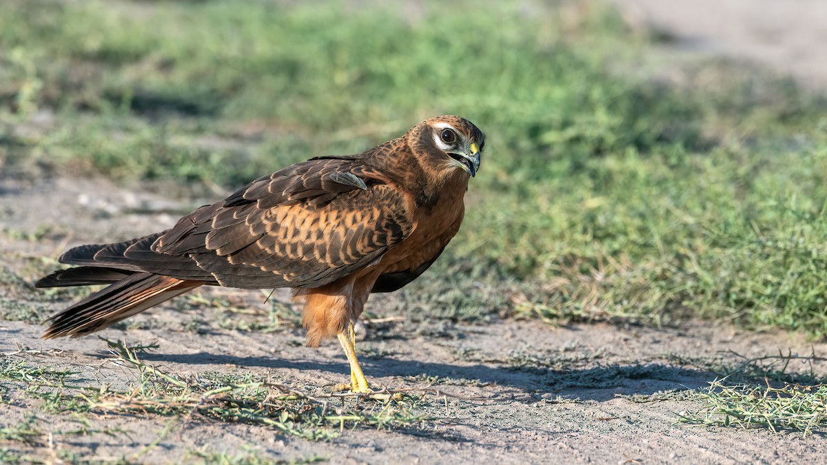 Montagu's Harrier - ML508472601