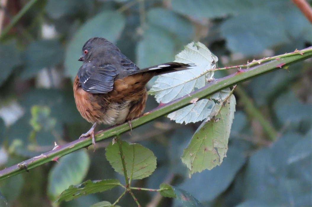 ホシワキアカトウヒチョウ - ML508473811