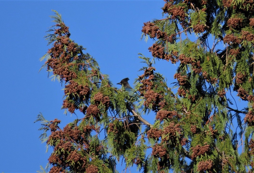 Steller's Jay (Coastal) - ML508474121